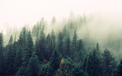 La libertà di scegliere il verde!